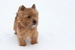 Photo Norwich Terrier