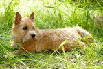 Photo Norwich Terrier