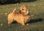 Photo Norwich Terrier