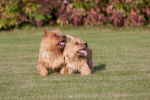 Photo Norwich Terrier