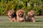 Photo Norwich Terrier