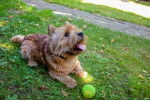 Photo Norwich Terrier
