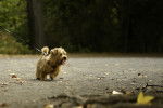 Photo Norwich Terrier
