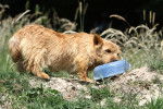 Photo Norwich Terrier