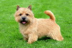 Photo Norwich Terrier