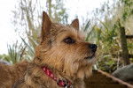 Photo Norwich Terrier