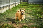 Photo Norwich Terrier