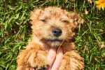 Photo Norwich Terrier