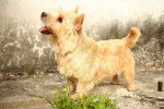 Photo Norwich Terrier