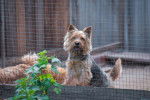 Photo Norwich Terrier