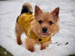 Un Norwich Terrier sur une surface enneigée portant un manteau pour chien