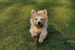 Un Norwich Terrier  courant sur un terrain herbeux