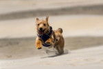 Un Norwich Terrier  courant sur une sableuse et portant un harnais