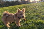 Un Norwich Terrier  sur un terrain herbeux et regardant vers la caméra