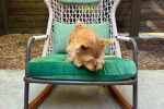 Un Norwich Terrier  allongé sur une chaise
