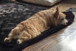 Un Norwich Terrier  allongé sur un tapis