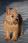 Mango - Norwich Terrier Mâle (8 mois)