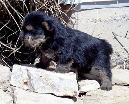 Baby Montty - Norwich Terrier Mâle (3 ans)