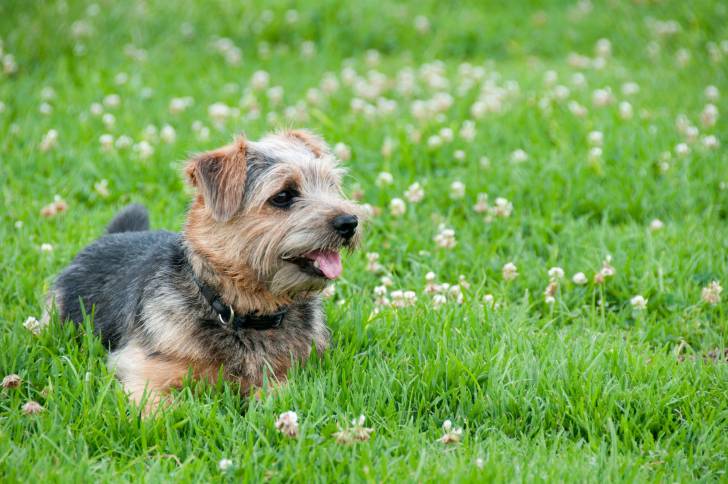 Photo Norwich Terrier