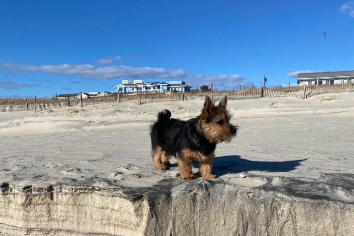 Un Norwich Terrier  sur une surface sableuse