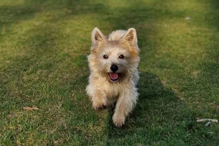 Un Norwich Terrier  courant sur un terrain herbeux