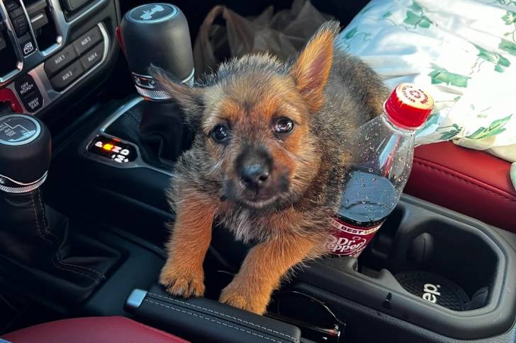 Un Norwich Terrier  allongé dans un véhicule