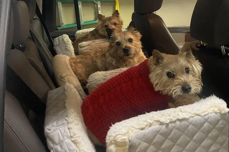 Trois Norwich Terrier  dans un véhicule