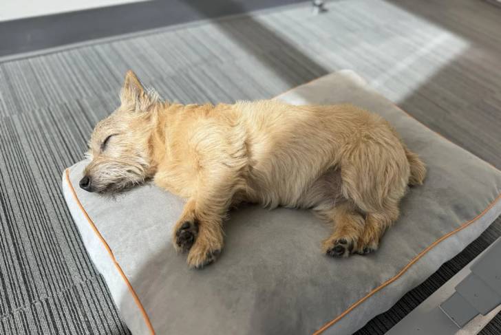 Un Norwich Terrier  allongé sur un coussin et semblant dormir