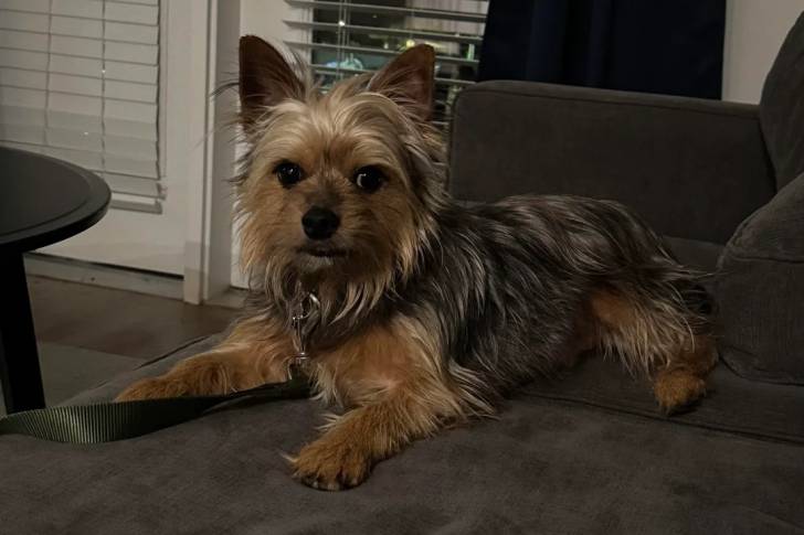 Un Norwich Terrier  allongé sur un canapé et regardant vers la caméra