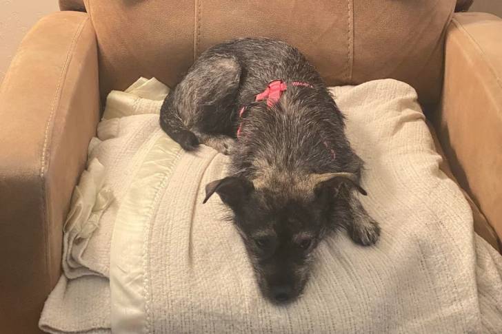 Un Norwich Terrier  allongé sur un fauteuil