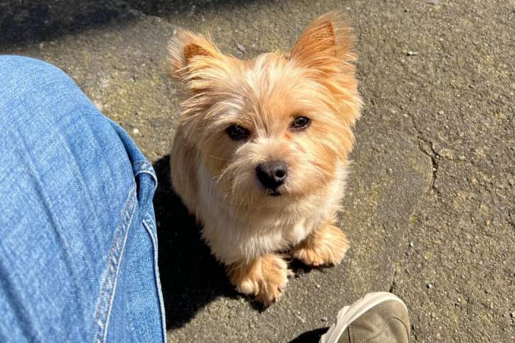 Un Norwich Terrier  assis et regardant vers la caméra