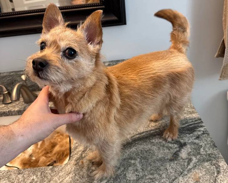 Un Norwich Terrier  se faisant caresser par une personne 