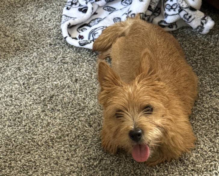 Un Norwich Terrier  allongé sur une moquette