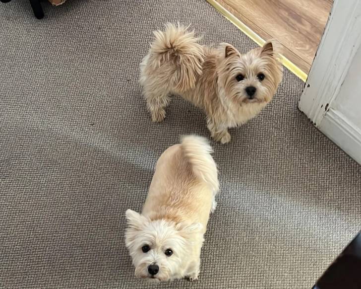 Deux Norwich Terrier sur une moquette
