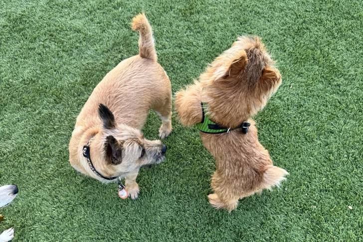Deux Norwich Terrier sur une surface enneigée