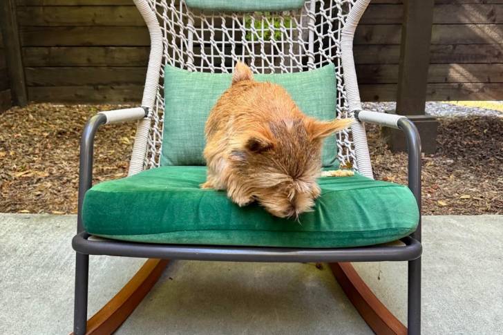 Un Norwich Terrier  allongé sur une chaise