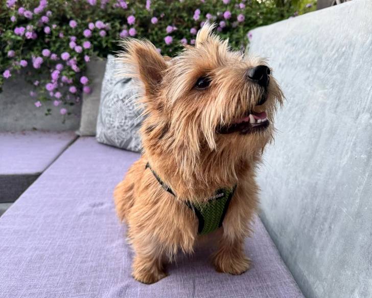 Un Norwich Terrier assis sur un canapé et portant un harnais