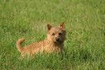 Photo Norwich Terrier