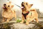 Photo Norwich Terrier