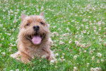 Photo Norwich Terrier