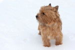 Photo Norwich Terrier