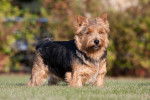 Photo Norwich Terrier