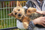 Photo Norwich Terrier