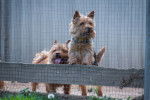 Photo Norwich Terrier