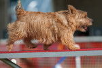 Photo Norwich Terrier