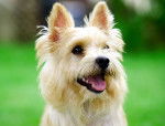 Photo Norwich Terrier