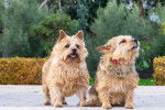 Photo Norwich Terrier