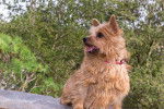 Photo Norwich Terrier