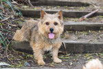 Photo Norwich Terrier
