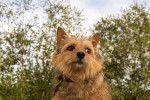 Photo Norwich Terrier